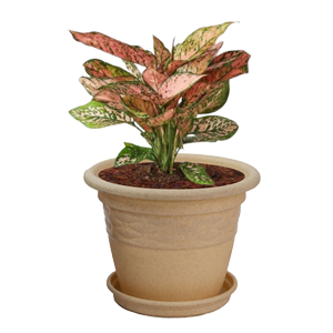 Outdoor Pots Manufacturer in india