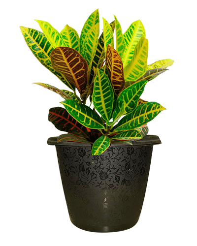 Decorative Pots Suppliers in ahmedabad
