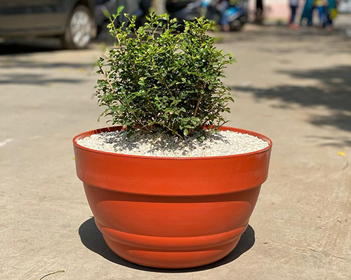 Bowl Pot Suppliers in ahmedabad