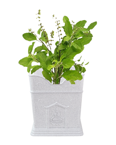 Tulsi Manufacturers in ahmedabad
