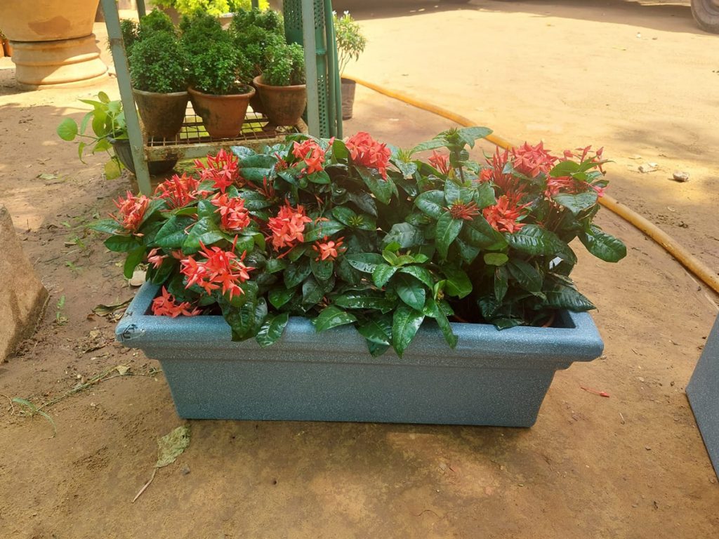 frp planter wholesalers in india