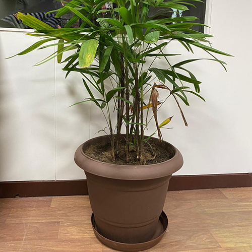 Star Planter Suppliers in ahmedabad