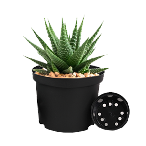Outdoor Planter Pots Suppliers in ahmedabad